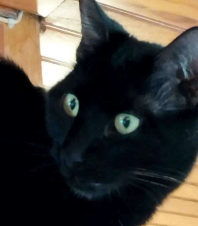 Photo de Chaton