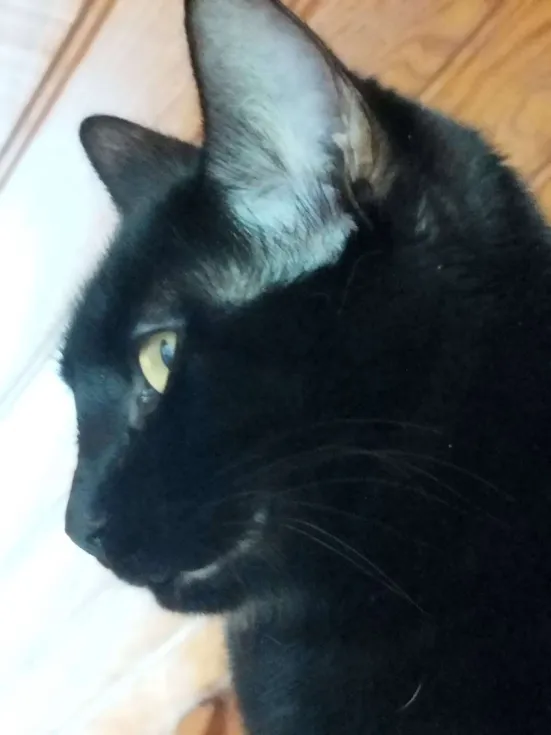 Photo de Chaton