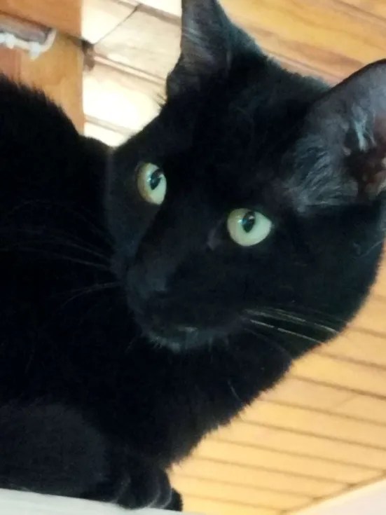 Photo de Chaton