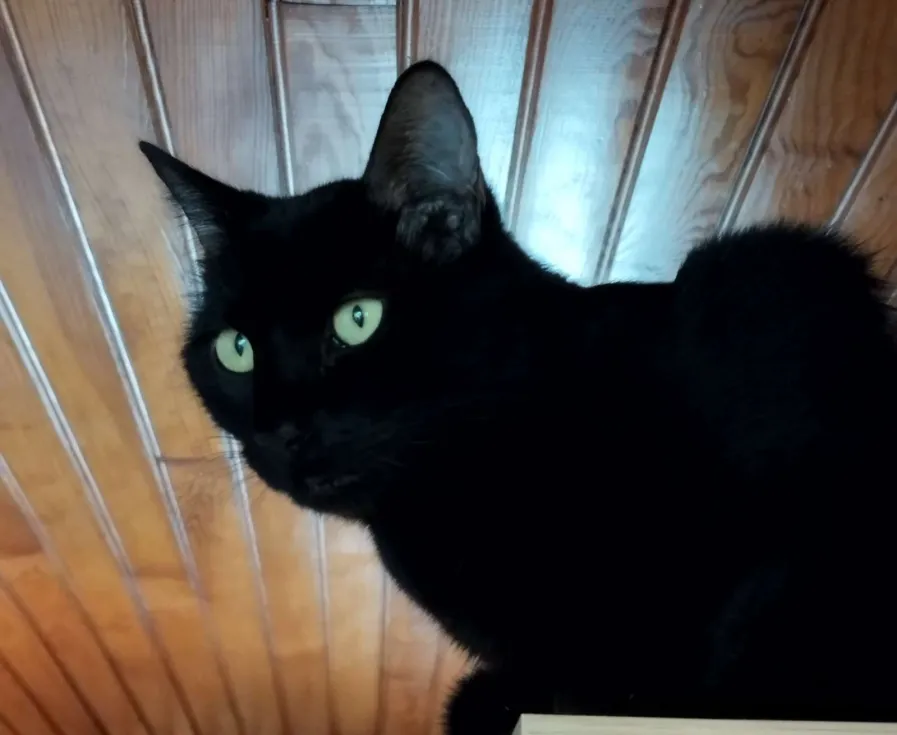 Photo de Chaton