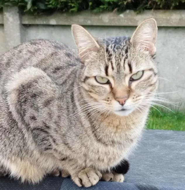 Photo de Milky