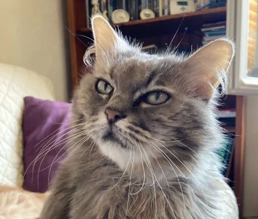 Photo de Minette