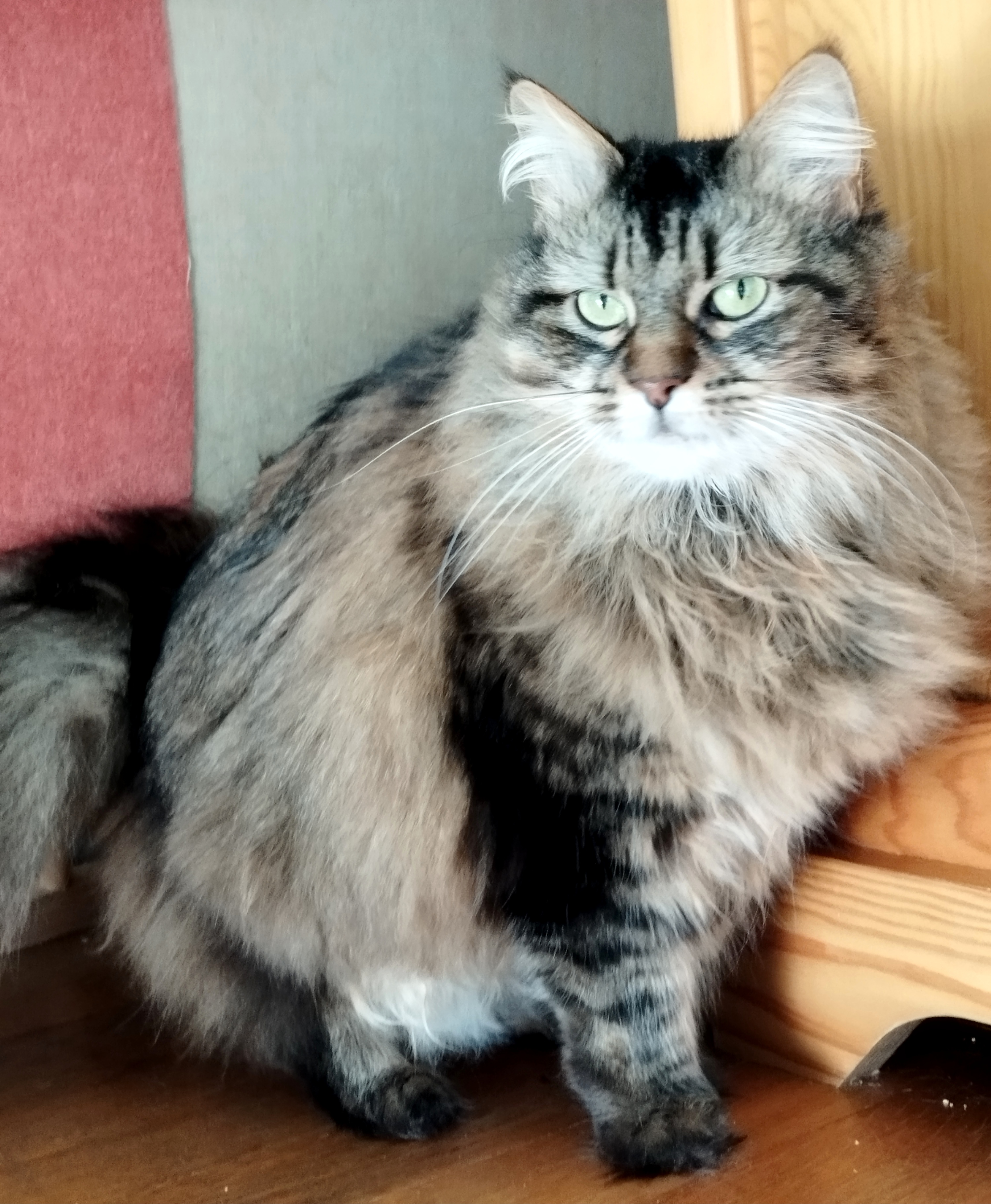 Photo de Choupette