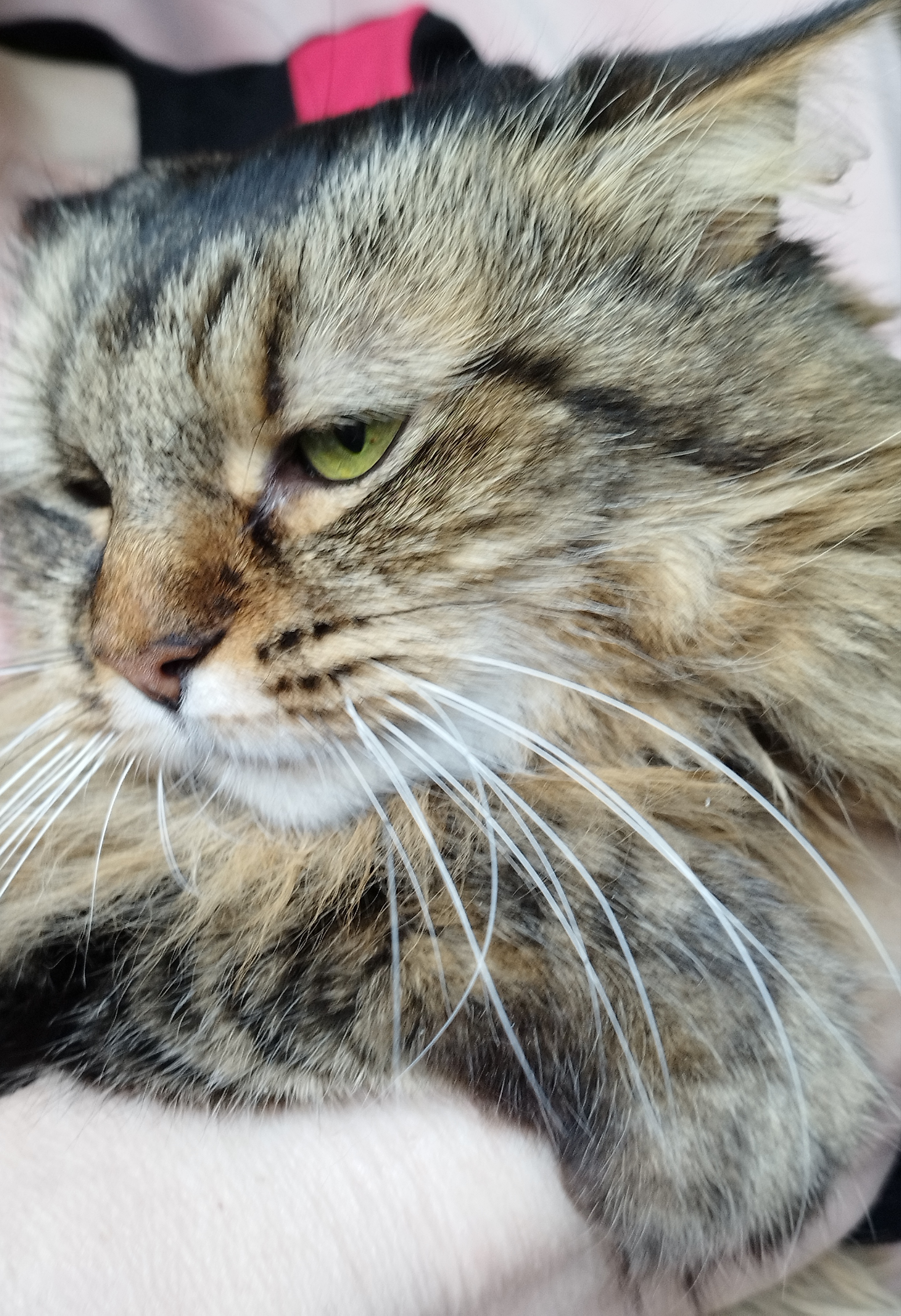 Photo de Choupette
