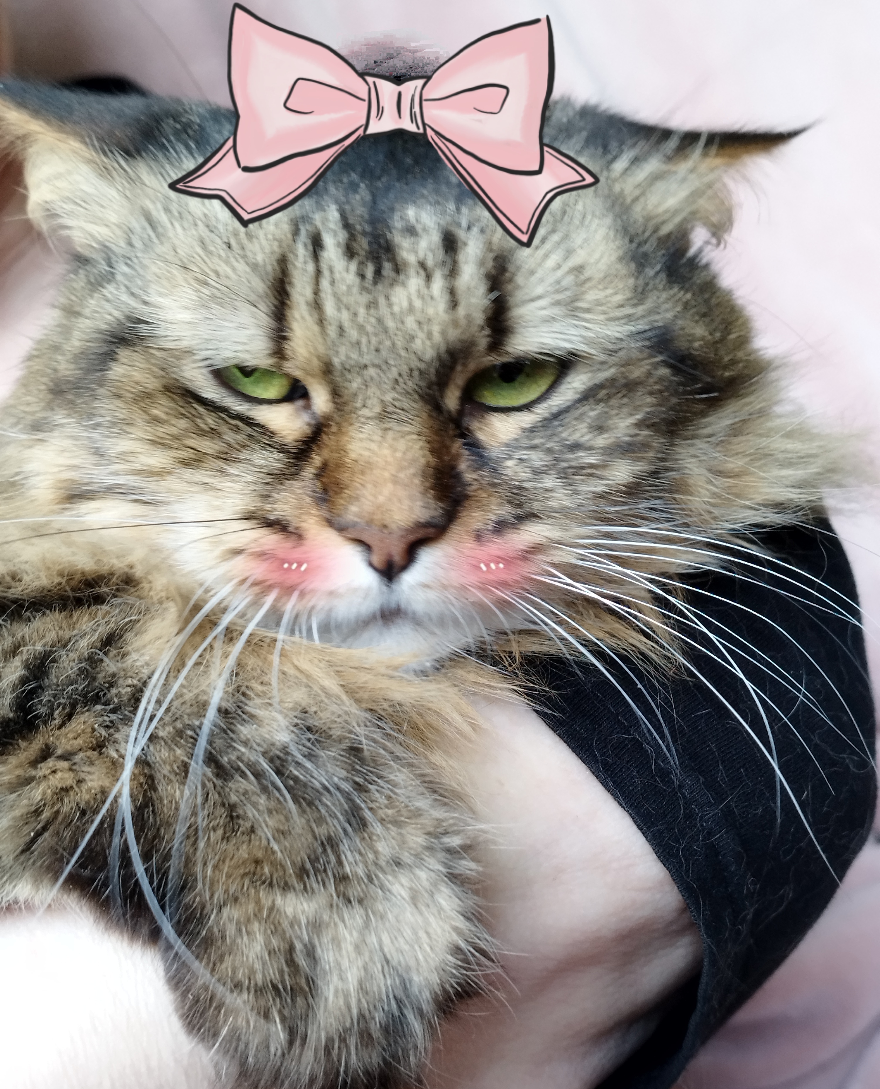 Photo de Choupette